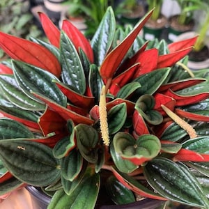 Peperomia Rosso - sadzonka łodygi, nieukorzeniona, roślina o czerwonych liściach