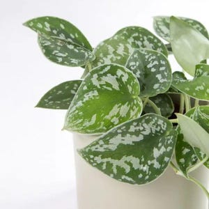 May include: A houseplant in a cream-coloured pot, featuring large, heart-shaped green leaves with silver-white speckles. The leaves have a smooth texture and a vibrant colour. The plant is set against a white background, creating a clean, minimalist aesthetic.