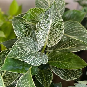 Estaca de Filodendro Birkin com Caule Listrado Branco