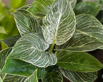 Plante Birkin Philodendron coupant une tige à fines rayures blanches