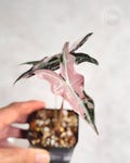 Alocasia Bambino Pink Variegated Live Corms Rare Aroid product logo