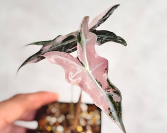 Alocasia Bambino Pink Variegated Live Corms Rare Aroid