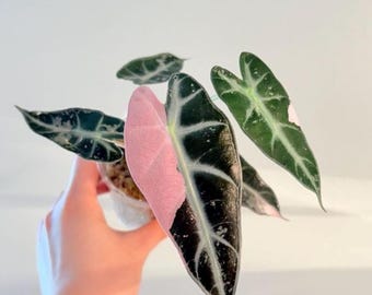 Cormos de Alocasia Bambino de color rosa variegado, planta tropical rara