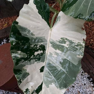 May include: A large, variegated leaf of an Alocasia plant, showcasing a striking pattern of white and dark green patches. The leaf's prominent veins are visible, and the overall texture appears smooth. The plant is set against a backdrop of small pebbles and wood.
