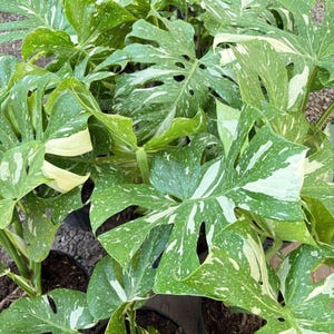 Esqueje de tallo de Monstera Thai Constellation, arácea abigarrada sin raíz