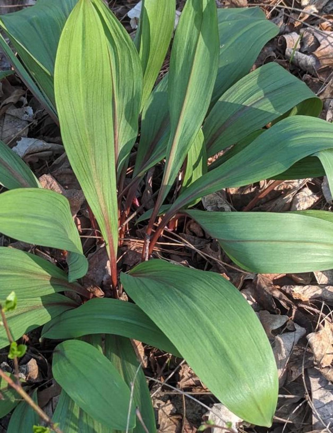 20 Packs Wild Ramps Bulbs Only Bare Roots Wild Leeks Allium Tricoccum ...