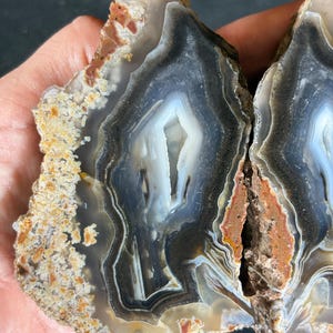 May include: Two polished agate slices with concentric bands of gray, white, and brown. The edges have a rough, textured appearance with areas of orange and tan. The center of each slice features a white, crystalline cavity.