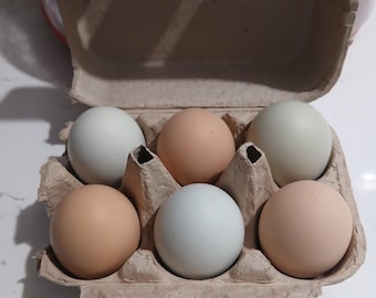 Farm Fresh Barnyard Mix eggs, fertile