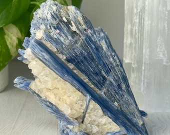 Grupo de cristales de cianita // Ejemplar de exhibición de piedra en bruto de cuarzo azul natural de alta calidad, mineral espiritual coleccionable para decoración