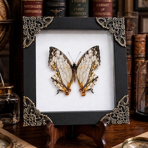 May include: A framed butterfly specimen featuring translucent, veined wings with brown and amber accents. The square black frame is decorated with ornate, antique-style brass corner brackets and is displayed on a small wooden stand.