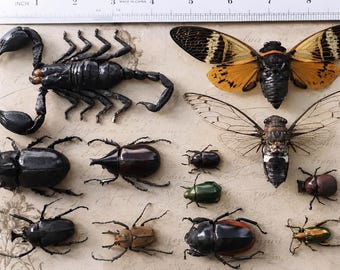 Real Scorpion Bug Beetle Cicada, 15 Pcs Mixed Insect Taxidermy, Ethically Sourced Bugs, Dark Academia Gift for Entomology Lover Collector