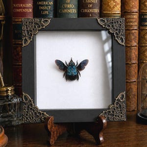 May include: A square black wooden frame with ornate gold-toned metal corner accents containing a preserved blue and black carpenter bee specimen centered on a white background. The frame is supported by a small brown wooden display stand.