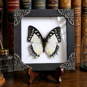 May include: A square black wooden frame with ornate silver-toned metal corner accents containing a preserved butterfly specimen. The butterfly features white wings with black borders and intricate black patterns, displayed against a white background.