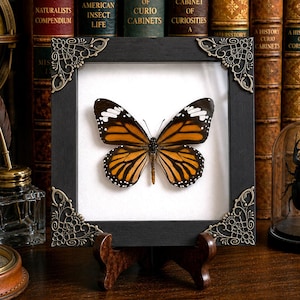 May include: A square black wooden frame with ornate metal corner accents containing a preserved monarch butterfly specimen on a white background. The frame is supported by a dark brown wooden stand, showcasing the orange, black, and white wings.