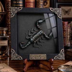 May include: A preserved Heterometrus laoticus scorpion specimen mounted inside a square black frame with ornate gold-toned corner accents. A metal plaque at the bottom reads Heterometrus Laoticus Vietnam. The scorpion is dark blue-black in colour.
