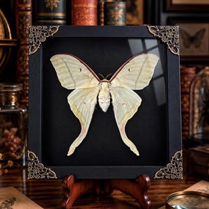 May include: A large, pale yellow moth specimen with long, trailing hindwings is displayed inside a square black frame. The frame features ornate, metallic corner accents and is mounted on a small, dark wooden stand for display.