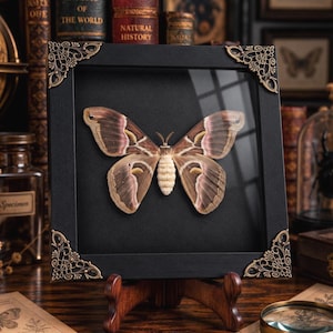 May include: A framed moth specimen featuring a large brown and pink moth with a textured white body. The square black frame has ornate gold-toned metal corner accents and is displayed on a small wooden stand against a dark background.