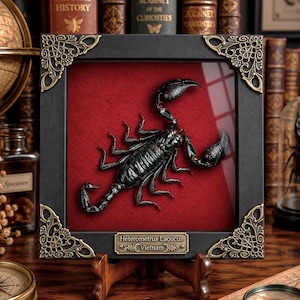 May include: A black scorpion specimen preserved in a square black frame with ornate gold-toned corner accents. The scorpion is mounted against a deep red velvet background. A small metal plaque at the bottom reads Heterometrus Laoticus Vietnam.