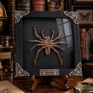 May include: A preserved brown tarantula specimen mounted inside a square black frame with ornate gold-toned metal corner accents. A small brass plaque at the bottom reads Giant Tarantula Spider Vietnam. The display rests on a wooden stand.