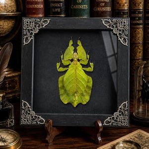 May include: A preserved bright green leaf insect specimen displayed inside a square black wooden frame. The frame features ornate silver-toned metal corner accents and is mounted on a small wooden stand against a dark background.