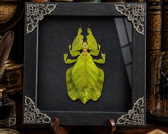Framed Bug Taxidermy Real Leaf Insect Phyllium pulchrifolium 6.2'' Shadow Box Art Entomology Oddity Gift for Mom