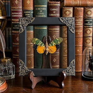 May include: A framed insect specimen featuring a moth with green, gold, and yellow wings, mounted inside a black square frame with ornate gold-toned metal corner accents. The frame is supported by a dark wooden stand, displaying the insect clearly.