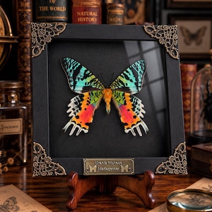 May include: A framed Urania Ripheus moth from Madagascar displayed in a black square frame with ornate gold-toned metal corner accents. The moth features vibrant iridescent green, black, and orange-red wing patterns with a central fuzzy body.
