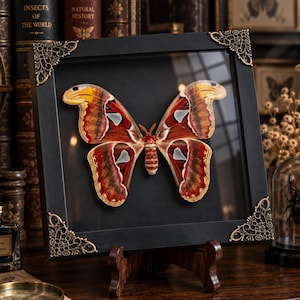 May include: A large Attacus atlas moth specimen displayed inside a square black shadow box frame. The frame features ornate gold-toned metal corner accents. The moth has prominent wings with shades of deep red, brown, and yellow, and white markings.