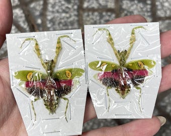 Pack of 2 Real Flower Mantis Specimen - Preserved Praying Mantis -Exotic Insect Display - Entomology Study - Nature Gift - Collector Piece