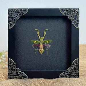 May include: A framed insect specimen, featuring a detailed mantis with green, yellow, and red hues. The insect is centered on a dark gray background within a black square frame with ornate corner accents. The frame is approximately 6 inches square.