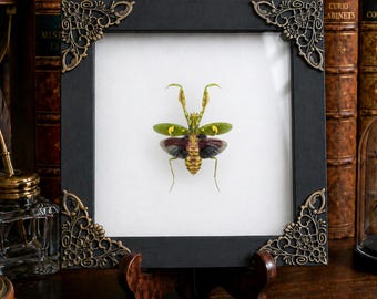Real Jeweled Flower Mantis Framed Specimen Nature Lover Gift Boho Wall Art Home Decor Praying Mantis Shadow Box Display