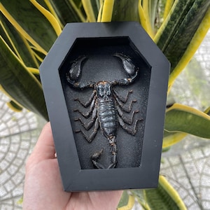 May include: A black coffin-shaped box containing a detailed dark scorpion sculpture. The scorpion is dark brown with a textured body and large pincers. The box is held against a backdrop of green and yellow plant leaves.