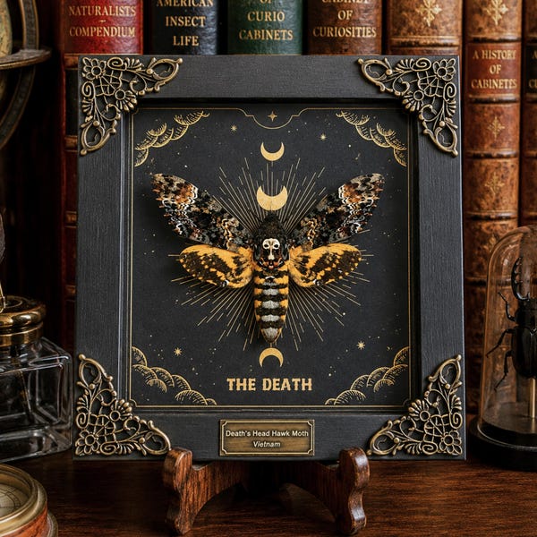 Polilla esfinge de la calavera enmarcada, arte de la carta del tarot de la muerte, decoración gótica de fases lunares, rarezas de taxidermia de brujas, arte de pared de estilo academia oscura