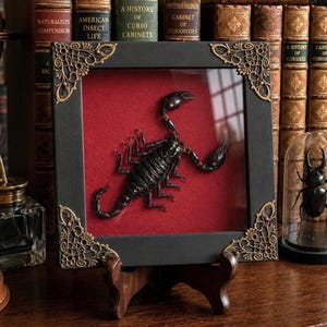May include: A preserved black scorpion specimen mounted inside a square black frame with ornate gold-toned metal corner accents. The scorpion is displayed against a deep red velvet background, supported by a dark wooden stand on a desk.