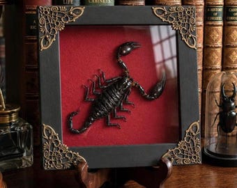 Framed Real Scorpion Insect Specimen Taxidermy Shadow Box Wall Art Cabinet of Curiosities Dark Gothic Decor