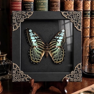 May include: A square black frame containing a preserved butterfly with light blue and black patterned wings. The frame features ornate gold-toned metal corner accents and is displayed on a small wooden stand against a backdrop of old books.