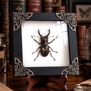 May include: A preserved stag beetle specimen mounted inside a square black wooden frame with ornate gold-toned metal corner accents. The beetle is centred on a white background, displaying its large mandibles and dark brown exoskeleton.