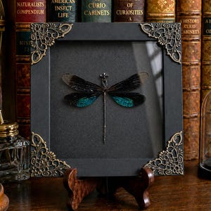 May include: A square black frame containing a preserved dragonfly specimen with iridescent blue and black wings. The frame features ornate gold-toned metal corner accents and is displayed on a small wooden stand, showcasing the insect's wings.