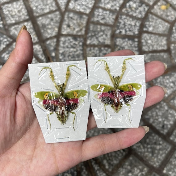 Pack of 2 Real Flower Mantis Specimen - Preserved Praying Mantis -Exotic Insect Display - Entomology Study - Nature Gift - Collector Piece