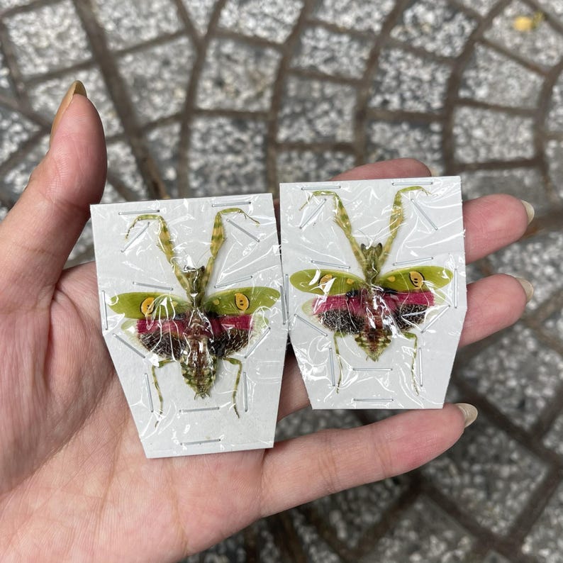 May include: Two preserved insects, possibly praying mantises, are shown on white cards. The insects have green wings with yellow and red markings, and are encased in clear plastic. The insects are held in a hand.