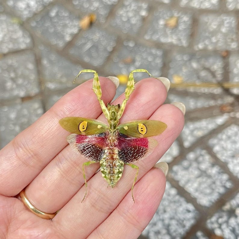 May include: A vibrant praying mantis with green, yellow, and red wings. The insect has a detailed pattern on its body and wings, resting on a hand.