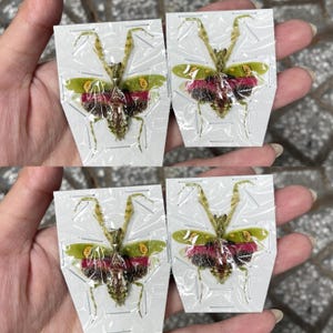May include: Four preserved praying mantises, each mounted on a white card and encased in clear plastic. The insects display green, brown, and red coloration. The cards are held in a person's hand.
