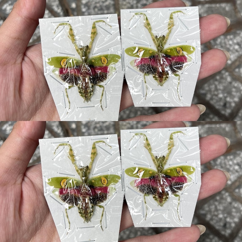 May include: Four preserved praying mantises, each mounted on a white card and encased in clear plastic. The insects display green, brown, and red coloration. The cards are held in a person's hand.
