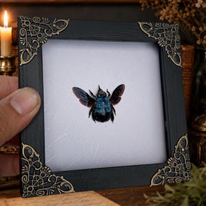 May include: A square black wooden frame with ornate gold-toned metal corner accents, featuring a white background with a subtle crackle texture and a centered specimen of a dark blue and black insect with iridescent wings displayed behind glass.