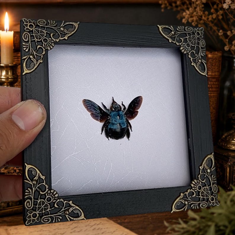 May include: A square black wooden frame with ornate gold-toned metal corner accents, featuring a white background with a subtle crackle texture and a centered specimen of a dark blue and black insect with iridescent wings displayed behind glass.