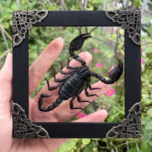 以下が含まれることがあります： 長方形の黒いフレームの中に展示された、保存された黒いサソリの標本。フレームの四隅には、複雑なフィリグリー模様が施された金属製のブロンズ色の装飾が施されています。サソリは中央に配置され、ハサミが見える状態です。