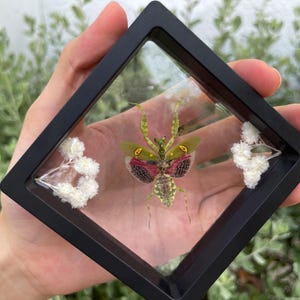 May include: A framed insect display featuring a colourful praying mantis with green, red, and yellow markings. The insect is showcased in a black square frame with white floral accents, a unique decorative piece.