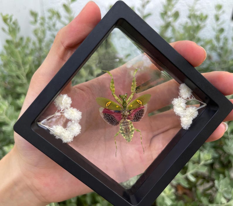 May include: A framed insect display featuring a colourful praying mantis with green, red, and yellow markings. The insect is showcased in a black square frame with white floral accents, a unique decorative piece.