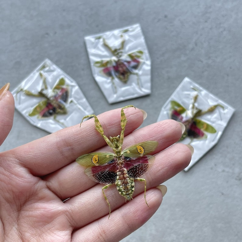 May include: A close-up of a green and red praying mantis with yellow markings, held in a hand. Three similar insects are encased in clear plastic in the background. The mantis has delicate wings and long legs.