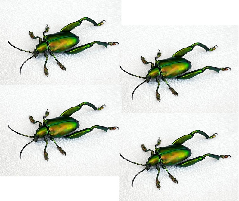 Real Beetle Specimens – 4 Frog Beetles Pinned Taxidermy Insects for Art ...